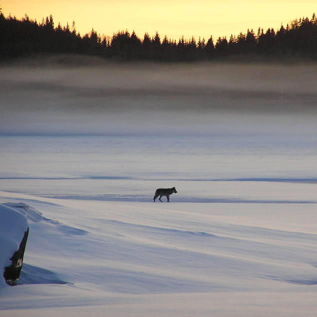 Varg i vinterlandskap.