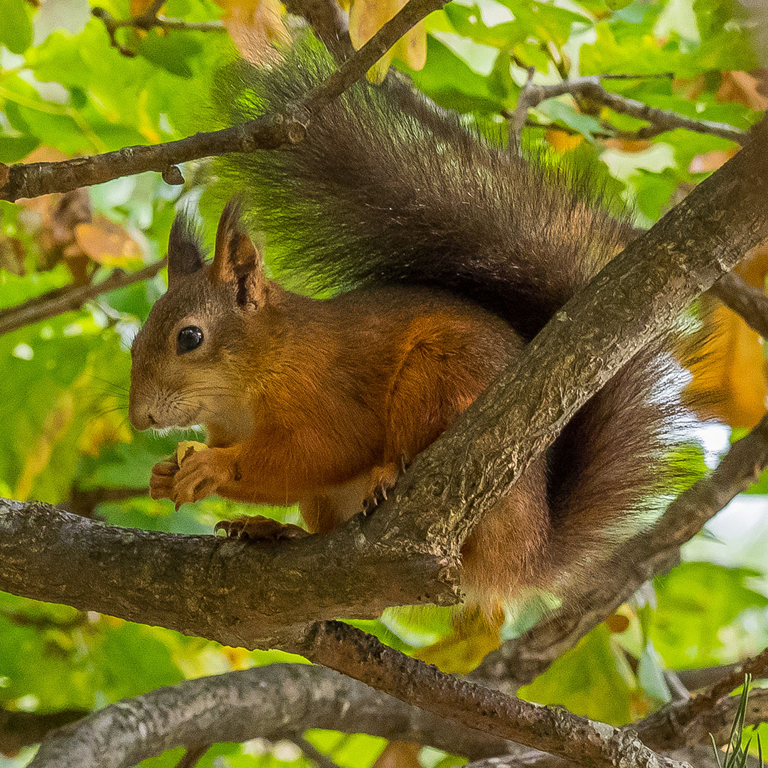 Ekorre i en ek.
