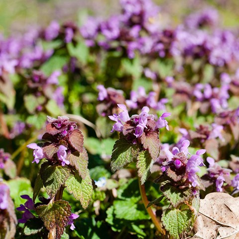 Violetta små blommor