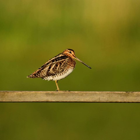 Bird on a fence.