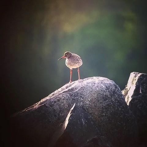 Fågel på sten.