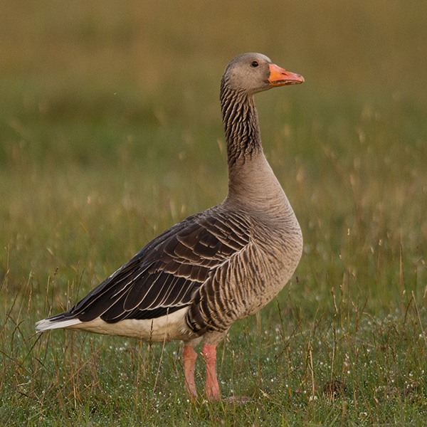 Stor fågel på gräsmark.
