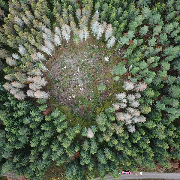 Döda träd i en ring runt en öppen yta