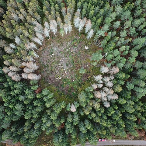 Döda träd i en ring runt en öppen yta
