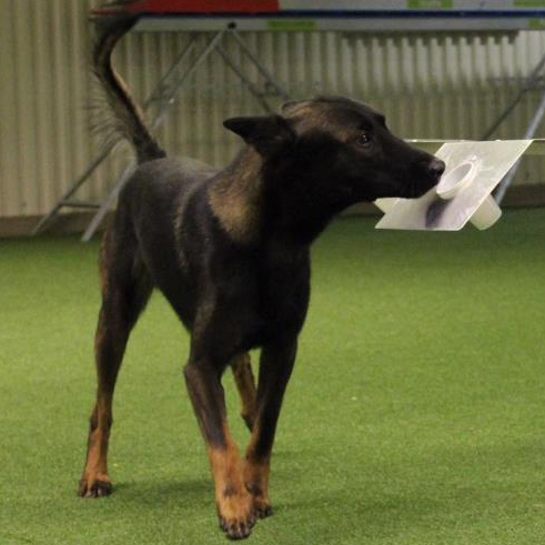 Hund luktar på en plastlåda.