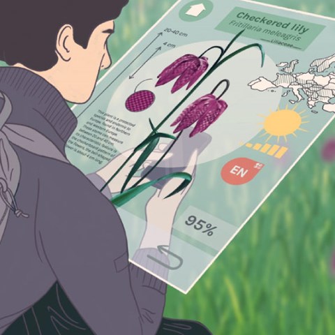 Tecknad bild på person som artbestämmer växt med hjälp av telefonen.