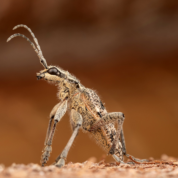 Närbild på insekt.