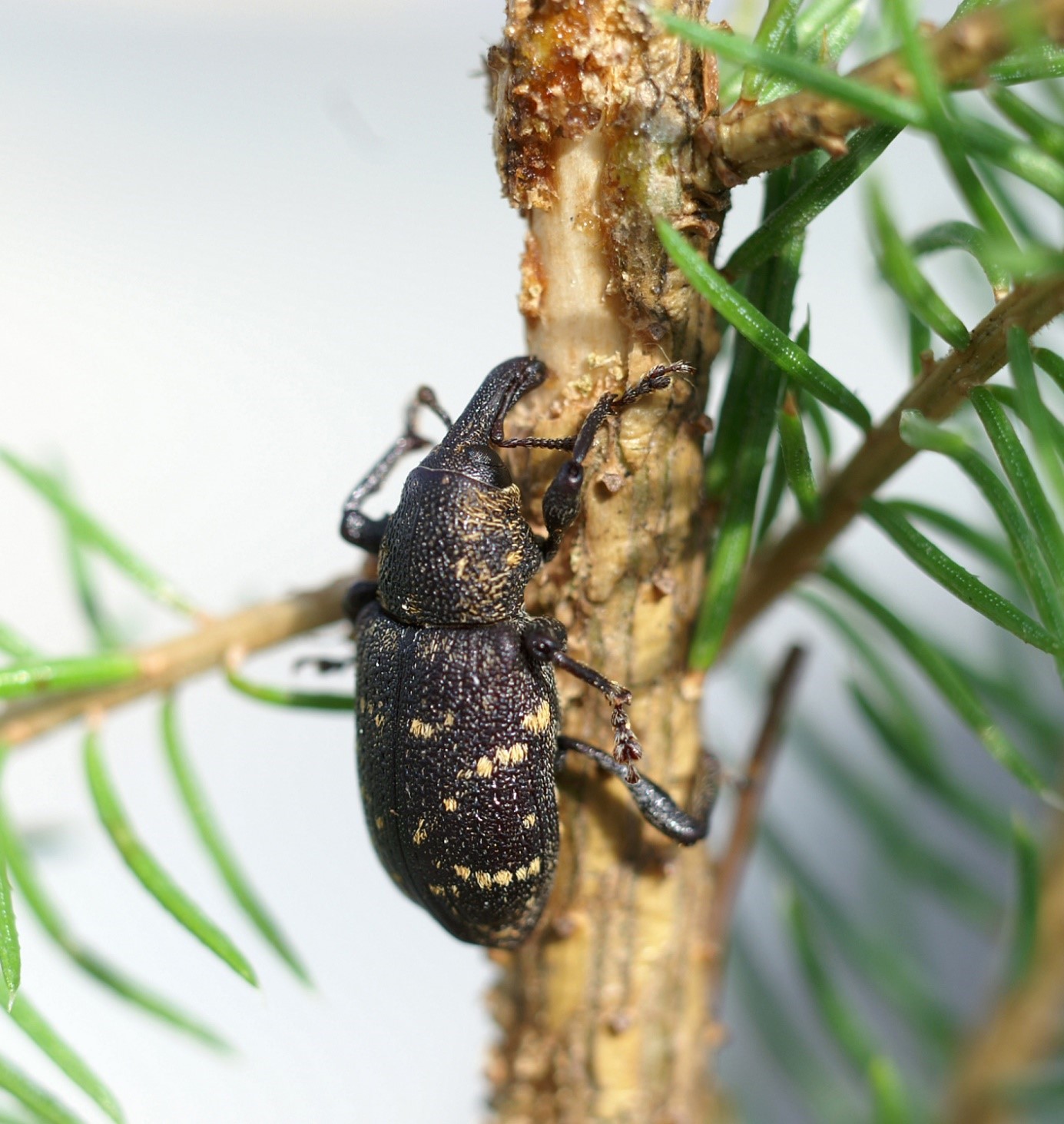 Skalbagge på barrträdsplanta.