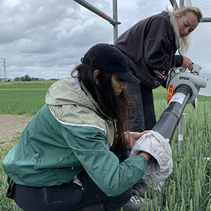 Två kvinnor arbetar i fält