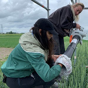 Två kvinnor arbetar i fält