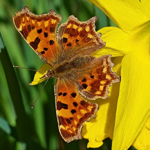 Butterfly