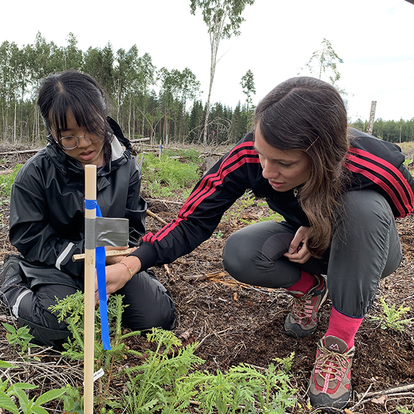 Två personer tittar på granplanta