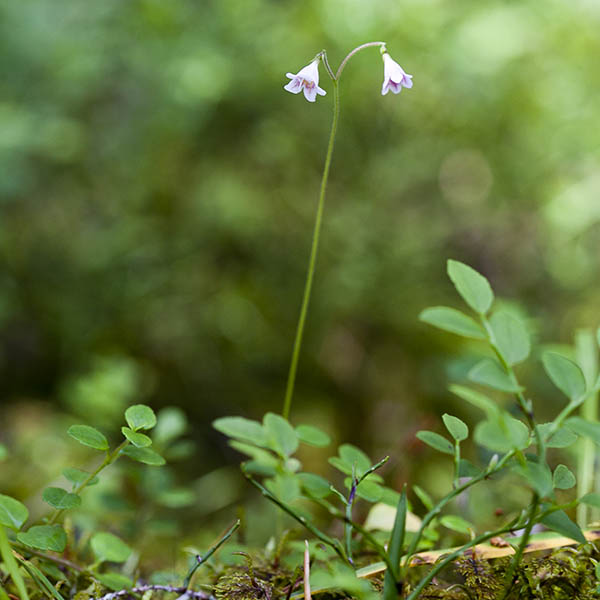 En ensam blomma, linnea. 