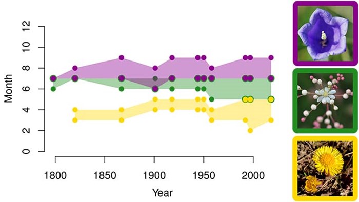 Figure showing variation in flowering season.
