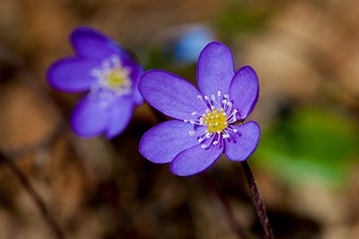 Blue flower.