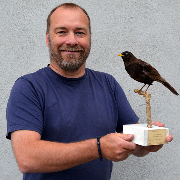 Man med uppstoppad koltrast i handen.