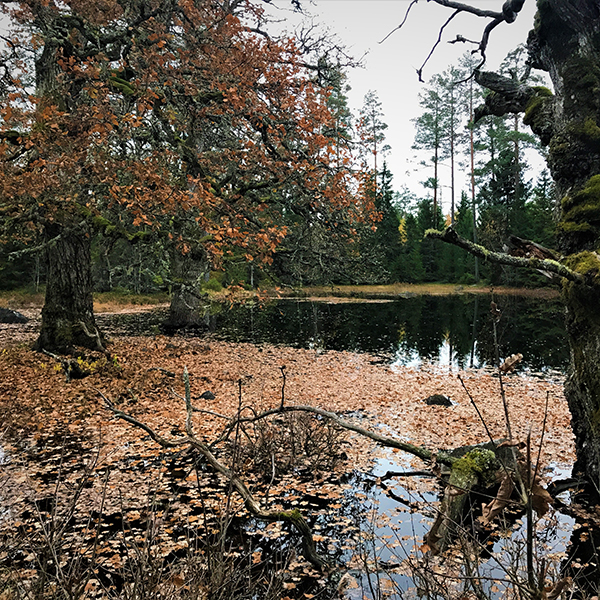 Gamla ekar runt vattensamling. Höst. 
