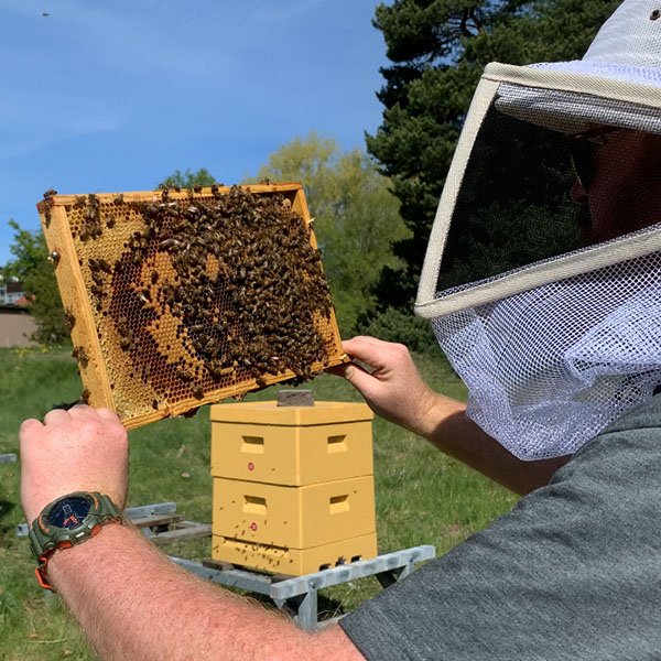 Biram med massor av bin och en bikupa i bakgrunden.
