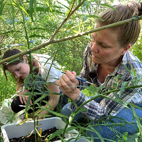 Två forskare studerar en planta.