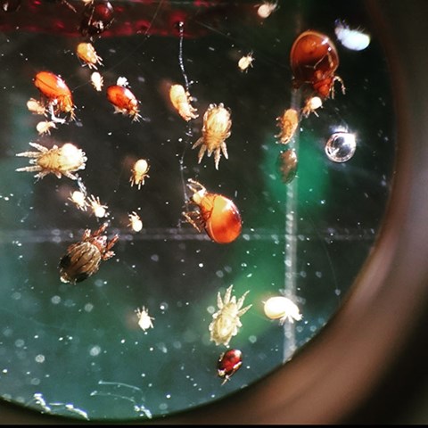 Mites in a petri dish.
