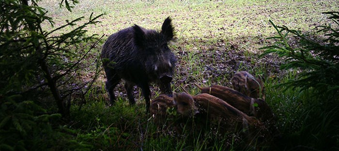 Wild boar with striped piglets.