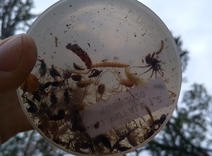 Insects and other bugs in a plastic jar
