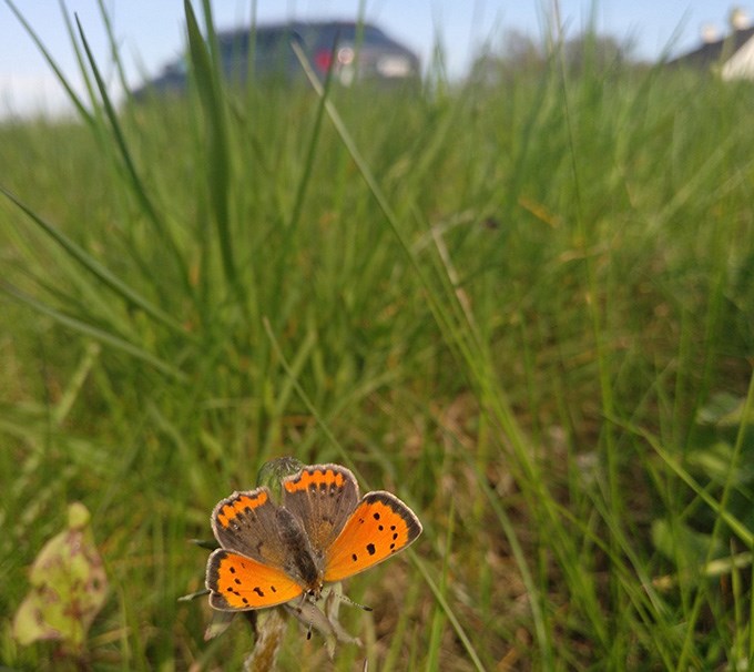 Fjäril vid vägkant. Bil kör förbi.