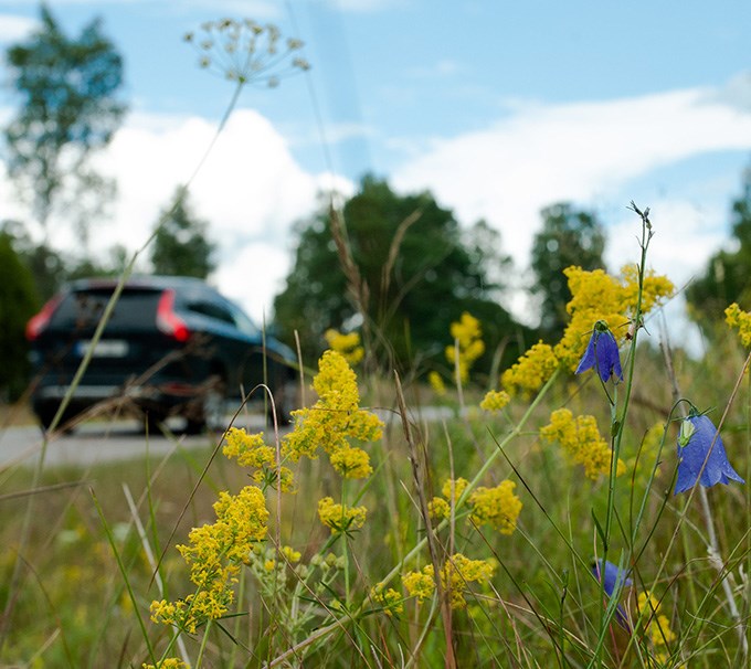 Blommor vid vägkanten. Bil passerar.