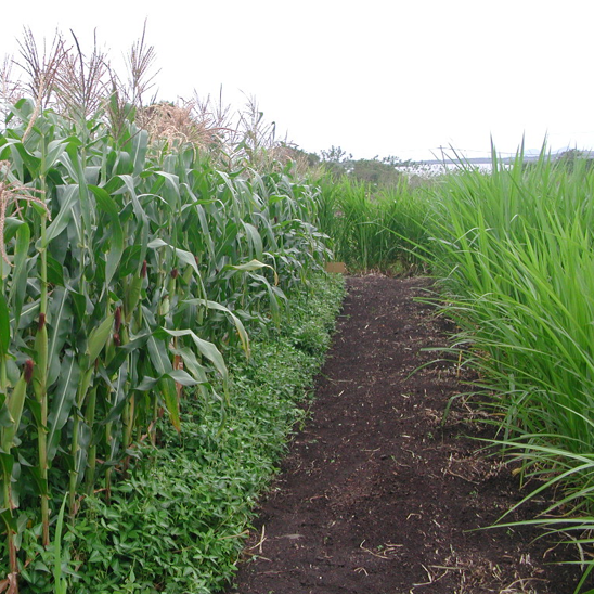 Hög majs tillsammans med låg ärtväxt.