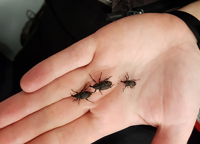Tre snytbaggar kryper i en hand.