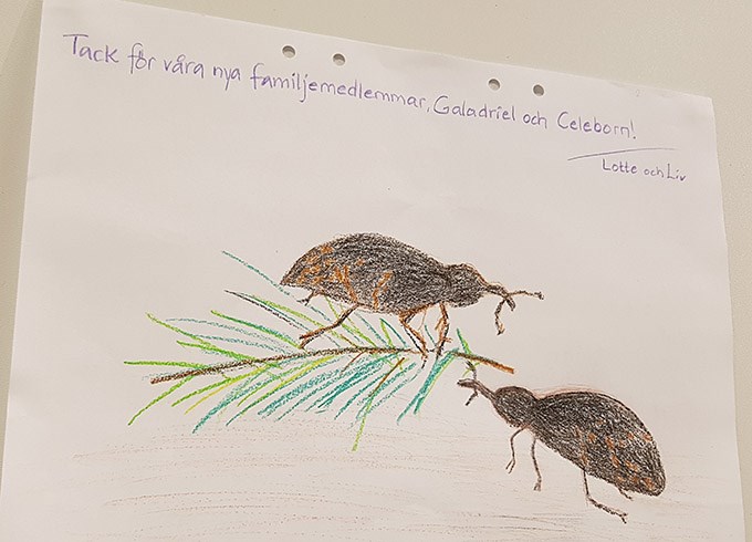 Barnteckning med snytbaggar och texten tack för våra nya familjemedlemmar.