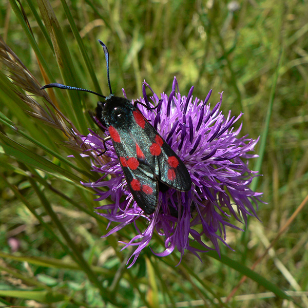 Fjäril med röda fläckar på blomma.