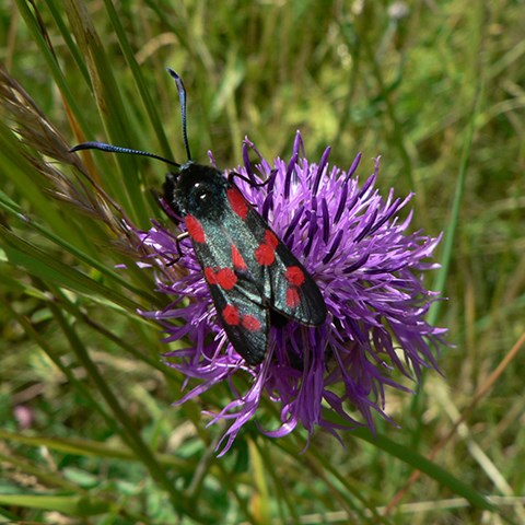 Butterfly with red spots on flower.