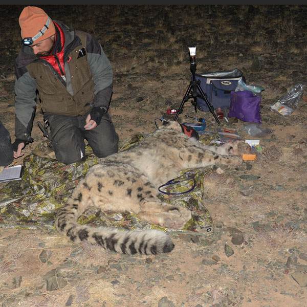 Man med varma kläder arbetar med en sövd snöleopard. Det är natt.