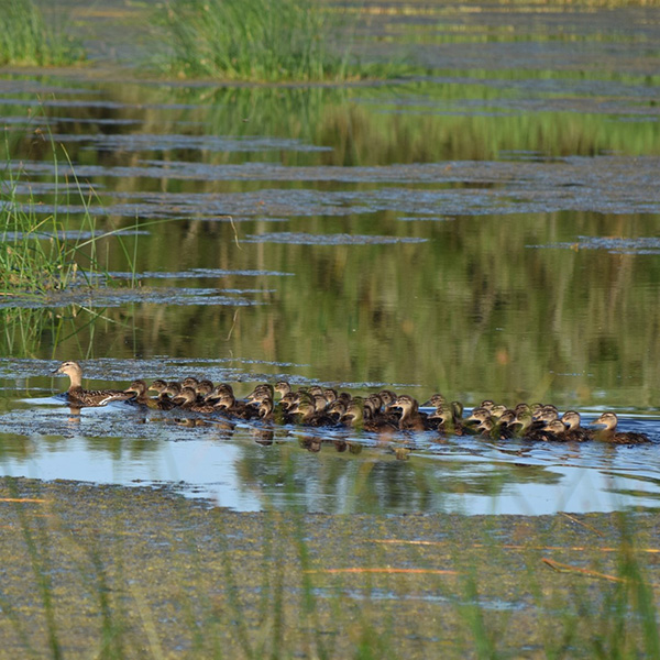 Fågelmamma som simmar med många ungar.