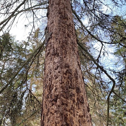 Död gran med mönster.