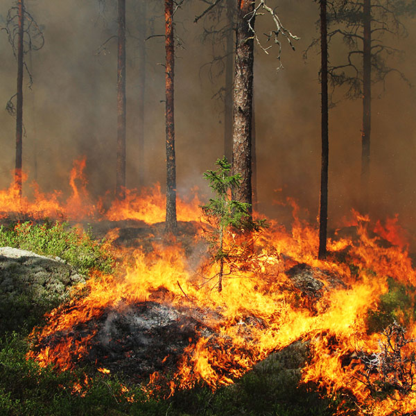 Brand i skog.