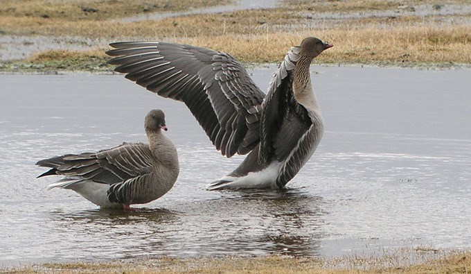 Two birds on the water.
