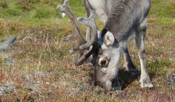 Reindeer