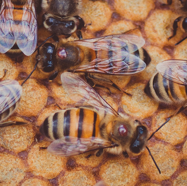 Bi med varroakvalster på ryggen.