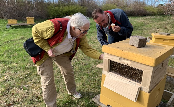 Två personer tittar in i bikupa