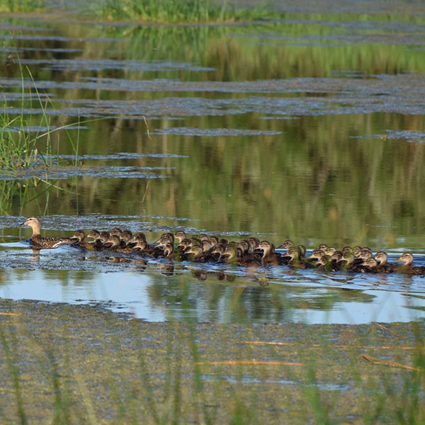 Gräsand med många ungar.