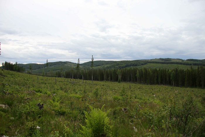 View of a clearcut and forest.