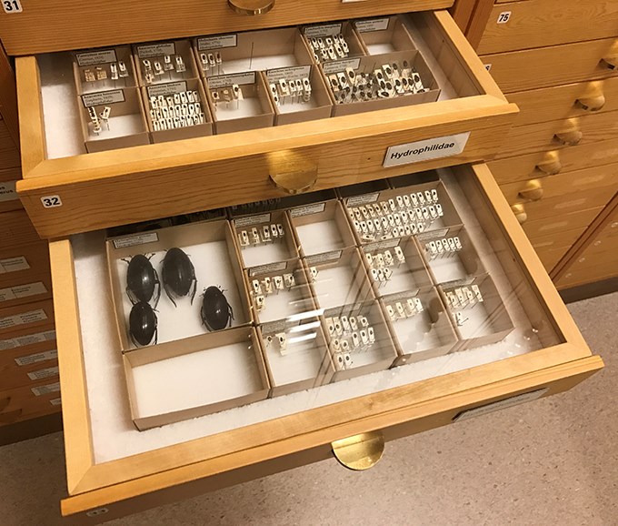  Large and small beetles in boxes