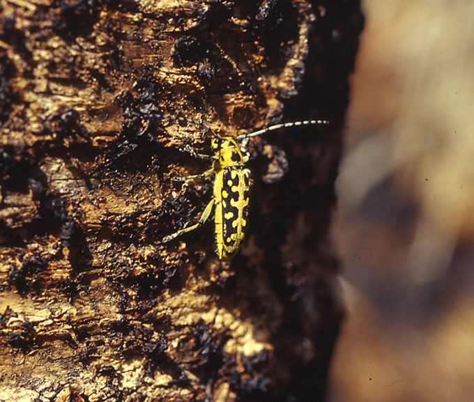  Yellow-black beetle on tree trunk.