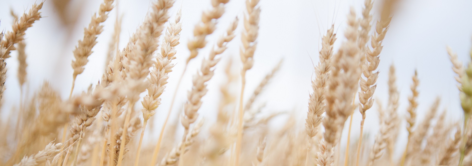 vete som vajar i vinden.