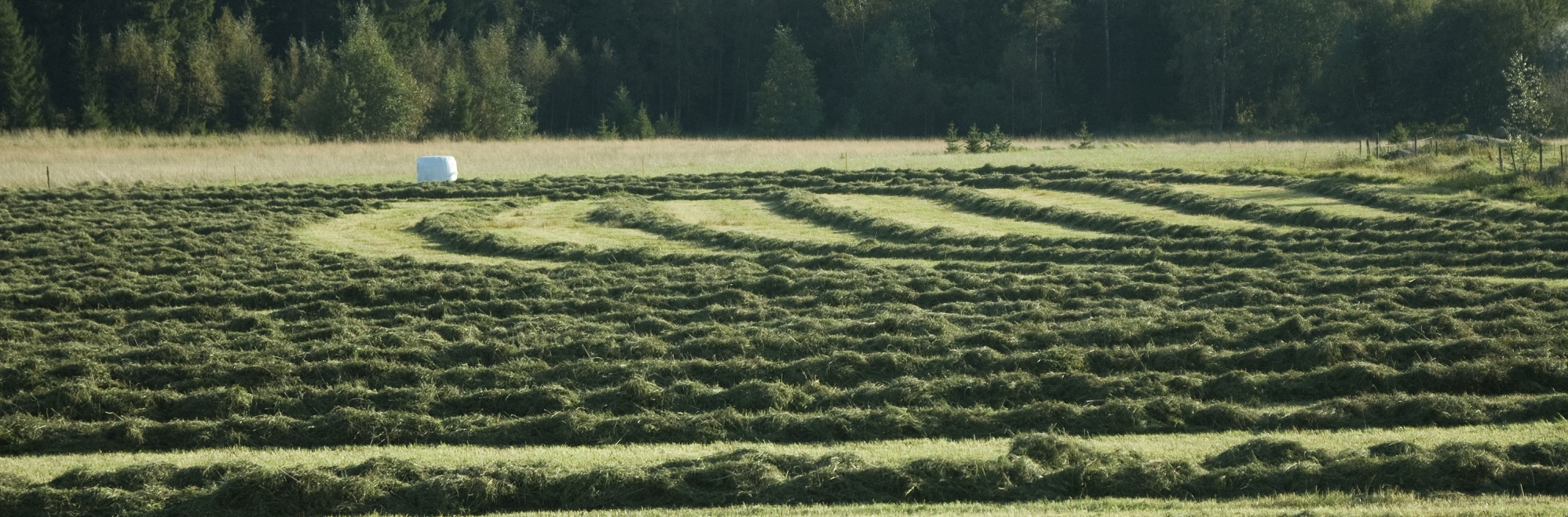 Hö räfsat i strängar på en åker.
