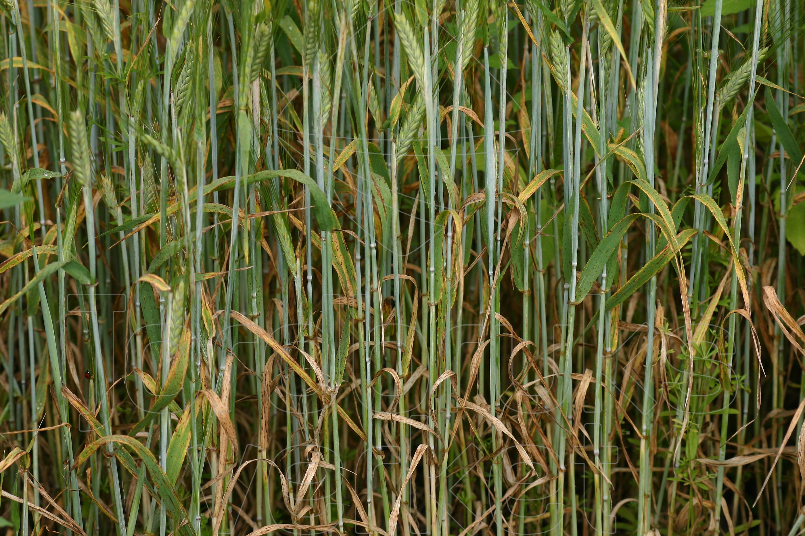 Korn med bladfläcksjuka