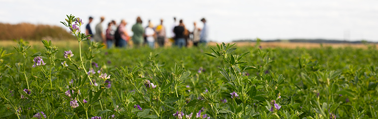 Ett fält med lila blommor. En grupp människor står i bakgrunden.