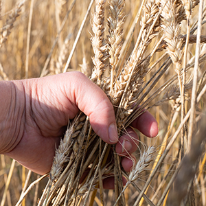 En hand greppar en bunt stråsäd.